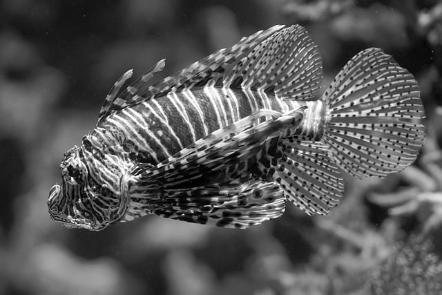 Free download fish lion fish pattern sea spur free picture to be edited with GIMP free online image editor