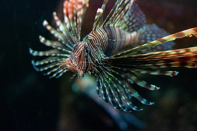 Free download fish lion fish sea fish free picture to be edited with GIMP free online image editor