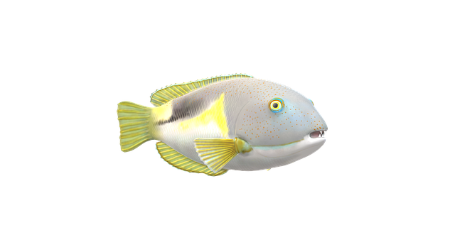 Free download Fish Maritime -  free illustration to be edited with GIMP free online image editor