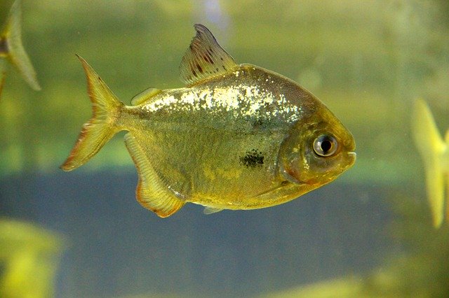 הורדה חינם Fish Metynnis Piranha - תמונה או תמונה בחינם לעריכה עם עורך התמונות המקוון GIMP
