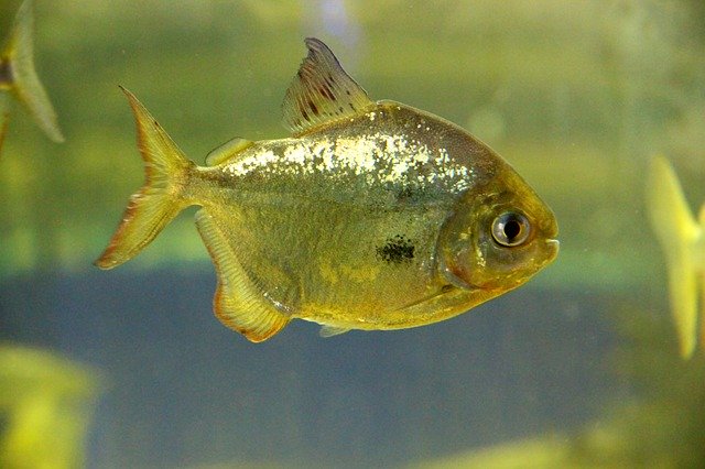 دانلود رایگان Fish Metynnis Piranha - عکس یا عکس رایگان قابل ویرایش با ویرایشگر تصویر آنلاین GIMP