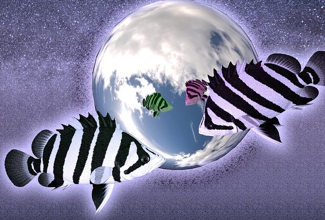 Free download Fish Mirror Effect Digital Art -  free illustration to be edited with GIMP free online image editor
