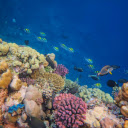 Fish on Seabed with Coral Reef  screen for extension Chrome web store in OffiDocs Chromium