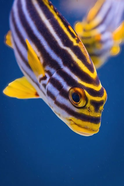 Free download fish oriental sweetlips water free picture to be edited with GIMP free online image editor