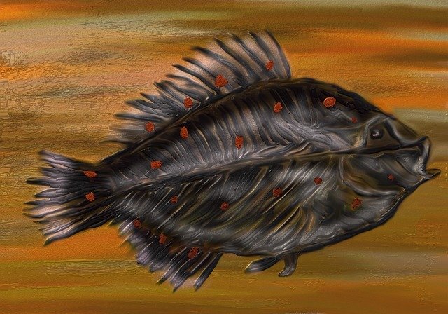Free download Fish Plaice Underwater -  free illustration to be edited with GIMP free online image editor