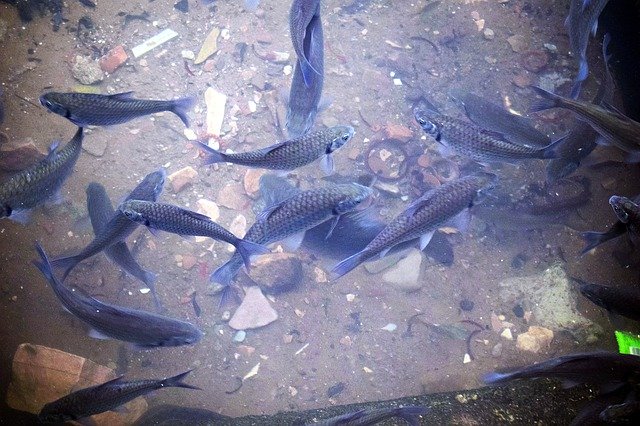 ດາວ​ນ​໌​ໂຫລດ​ວິ​ດີ​ໂອ Fish Pod Water ຟຣີ​ທີ່​ຈະ​ໄດ້​ຮັບ​ການ​ແກ້​ໄຂ​ທີ່​ມີ OpenShot ອອນ​ໄລ​ນ​໌​ບັນ​ນາ​ທິ​ການ​ວິ​ດີ​ໂອ​