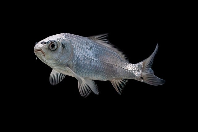 Free download fish sea animal black background free picture to be edited with GIMP free online image editor