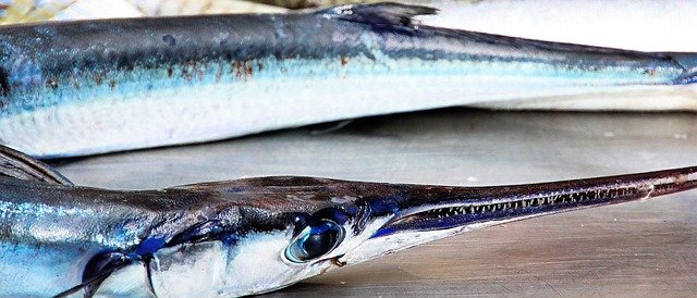 Free download Fish Sea Blue -  free photo or picture to be edited with GIMP online image editor