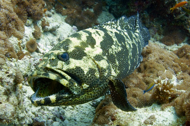 Free download fish sea diving undersea world free picture to be edited with GIMP free online image editor