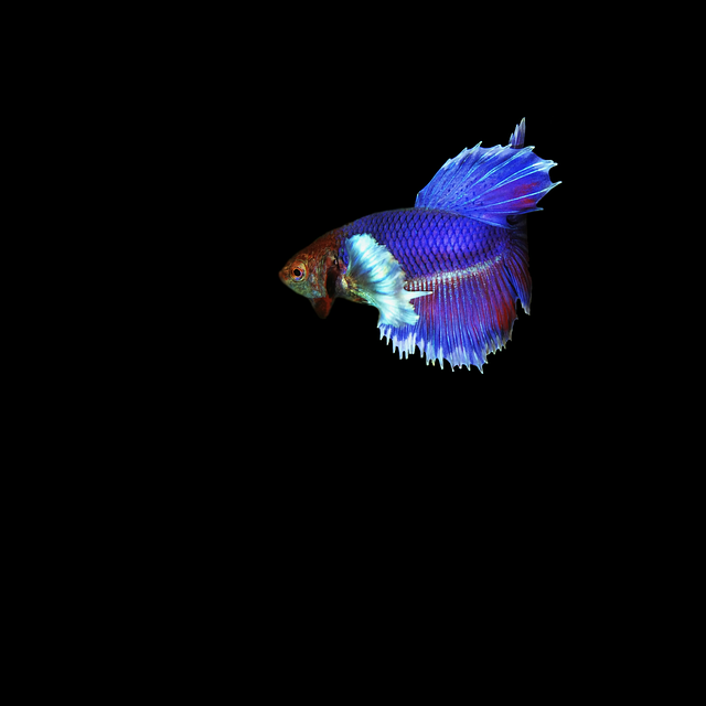 Free graphic fish siamese fighting fish betta to be edited by GIMP free image editor by OffiDocs