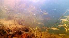 Free download Fish Small Water Aquatic Plant -  free video to be edited with OpenShot online video editor