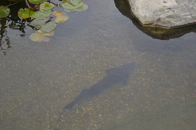 Bezpłatne pobieranie Fish Stone Water Lilie - darmowe zdjęcie lub obraz do edycji za pomocą internetowego edytora obrazów GIMP