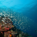 Fish swim in schools  screen for extension Chrome web store in OffiDocs Chromium