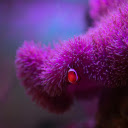 Fish under the coral  screen for extension Chrome web store in OffiDocs Chromium