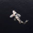 Fish watch the scene  screen for extension Chrome web store in OffiDocs Chromium