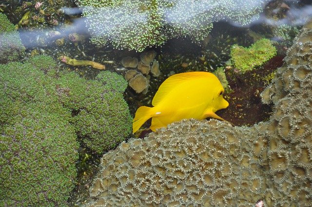 Безкоштовно завантажте Fish Water Ocean Zebrasoma — безкоштовну фотографію чи малюнок для редагування в онлайн-редакторі зображень GIMP