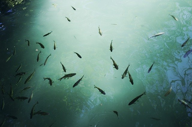 Free download Fish Water Wildlife -  free photo or picture to be edited with GIMP online image editor