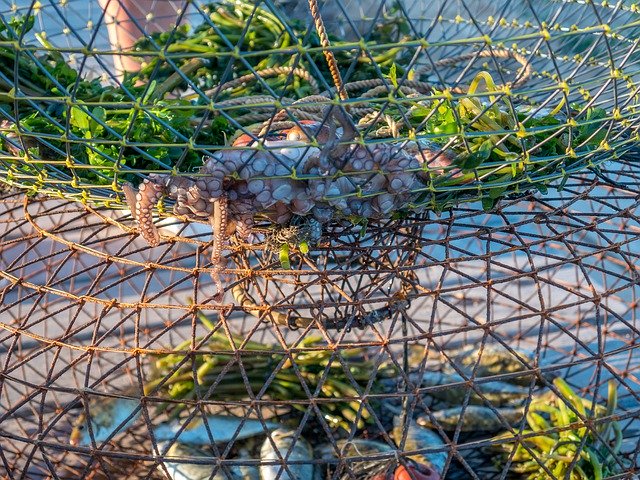 Безкоштовно завантажте Fish Web Fishing — безкоштовну фотографію чи зображення для редагування за допомогою онлайн-редактора зображень GIMP