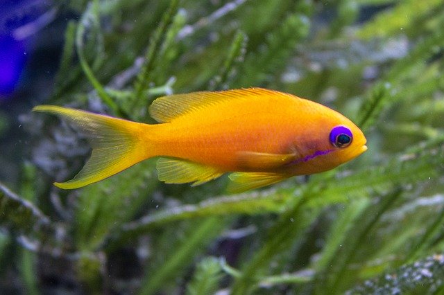 Libreng download Fish Yellow Sea Grass - libreng larawan o larawan na ie-edit gamit ang GIMP online image editor