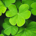 Five Leaf Clover Theme  screen for extension Chrome web store in OffiDocs Chromium