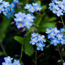 Five petaled green flowers  screen for extension Chrome web store in OffiDocs Chromium