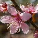 Five petal peach blossom  screen for extension Chrome web store in OffiDocs Chromium