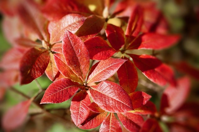 Free download flame azalea orange rhododendron free picture to be edited with GIMP free online image editor