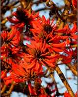Free download flame-tree_56 free photo or picture to be edited with GIMP online image editor