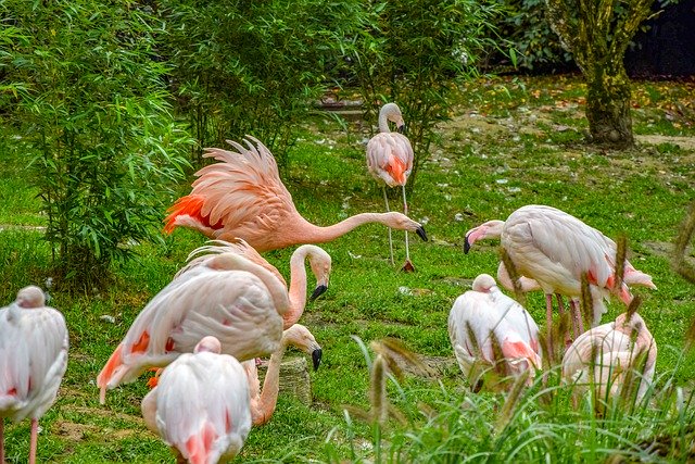 Téléchargement gratuit Flaming Bird Birds - photo ou image gratuite à éditer avec l'éditeur d'images en ligne GIMP