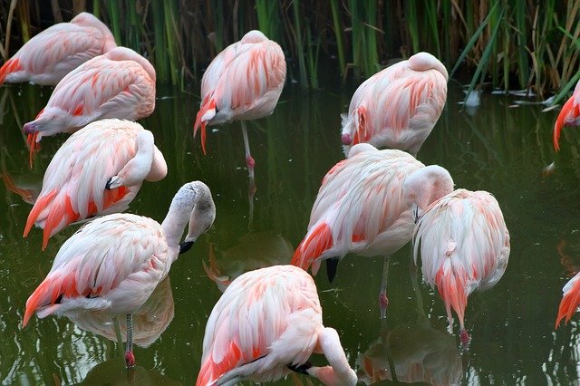 Kostenloser Download Flaming Bird Pink - kostenloses Foto oder Bild zur Bearbeitung mit GIMP Online-Bildbearbeitung