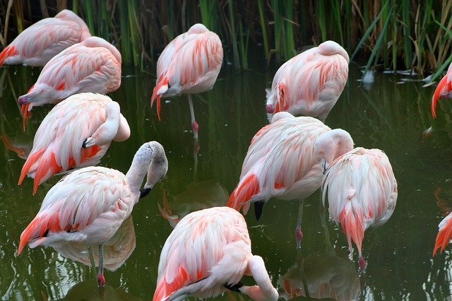 Free download Flaming Bird Pink -  free photo or picture to be edited with GIMP online image editor