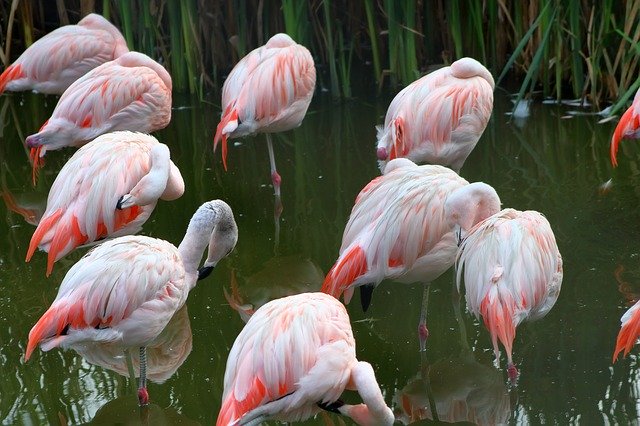 Скачать бесплатно Flaming Bird Pink - бесплатную фотографию или картинку для редактирования с помощью онлайн-редактора GIMP