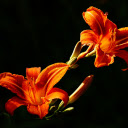 Flaming Lily  screen for extension Chrome web store in OffiDocs Chromium