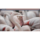 flamingo  screen for extension Chrome web store in OffiDocs Chromium
