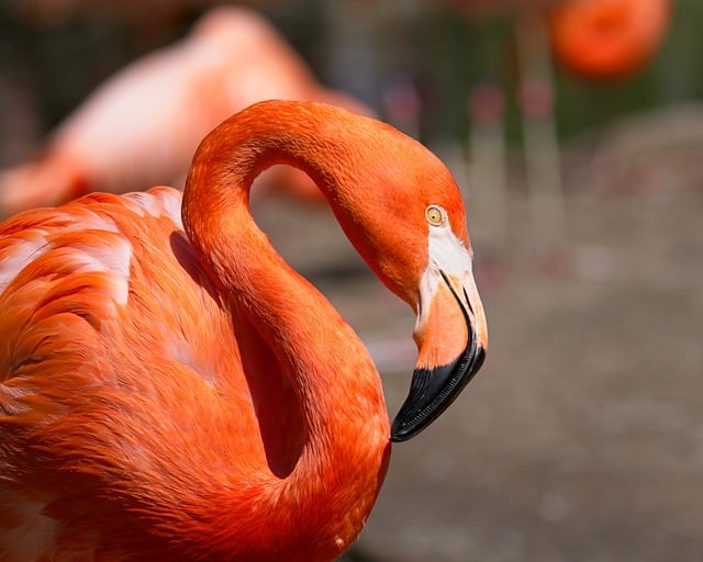 Free download flamingo bird animal ornithology free picture to be edited with GIMP free online image editor