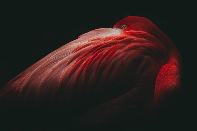 Free download flamingo bird animal zoo free picture to be edited with GIMP free online image editor