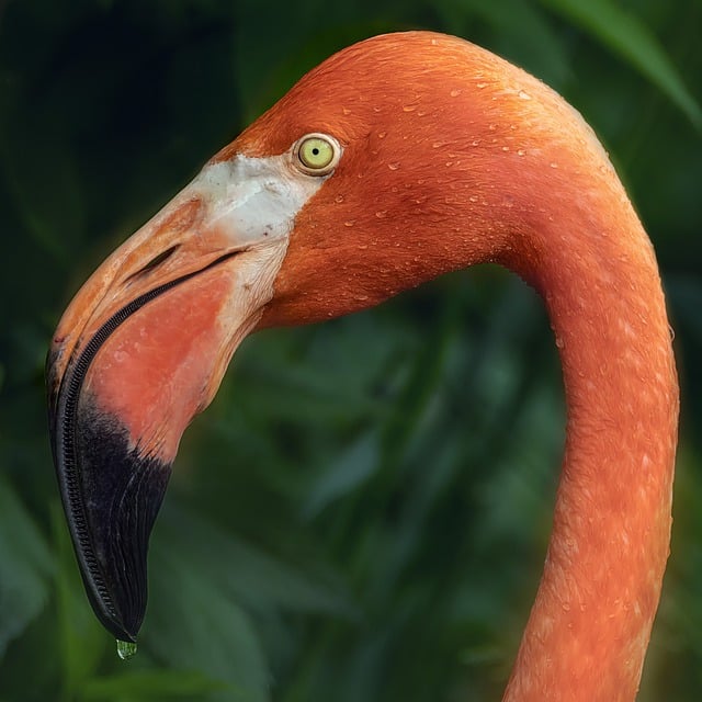 Unduh gratis gambar bulu burung flamingo paruh mata gratis untuk diedit dengan editor gambar online gratis GIMP