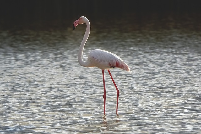 Free download flamingo bird lake swamp nature free picture to be edited with GIMP free online image editor