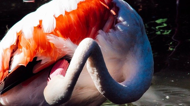 Template Photo Flamingo Bird Pink -  for OffiDocs