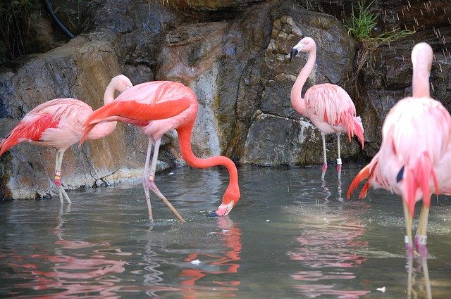 Free download Flamingo Birds Pink -  free photo or picture to be edited with GIMP online image editor