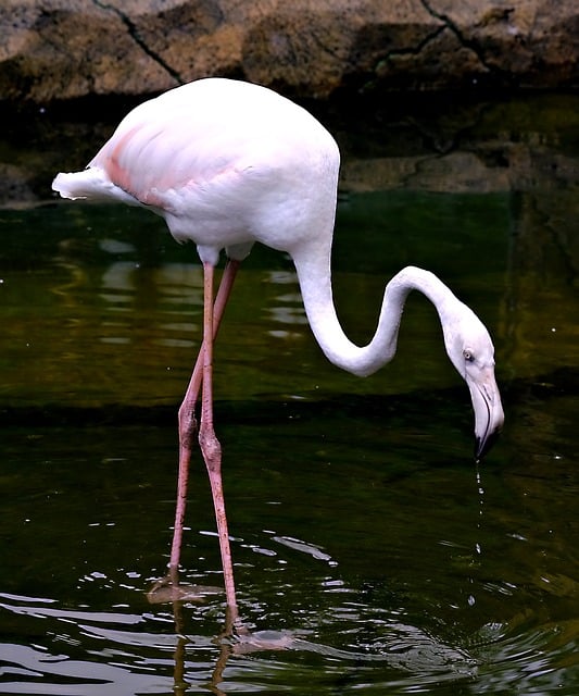 Free download flamingo bird wildlife animal free picture to be edited with GIMP free online image editor
