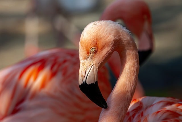 Free download flamingo bird wildlife plumage free picture to be edited with GIMP free online image editor