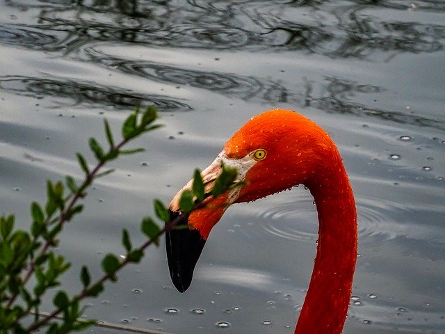 Free download Flamingo Face Eye -  free photo or picture to be edited with GIMP online image editor