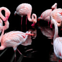 Flamingo flock  screen for extension Chrome web store in OffiDocs Chromium