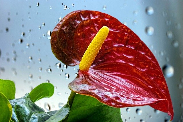Free download Flamingo Flower Anthurium Blossom -  free photo or picture to be edited with GIMP online image editor
