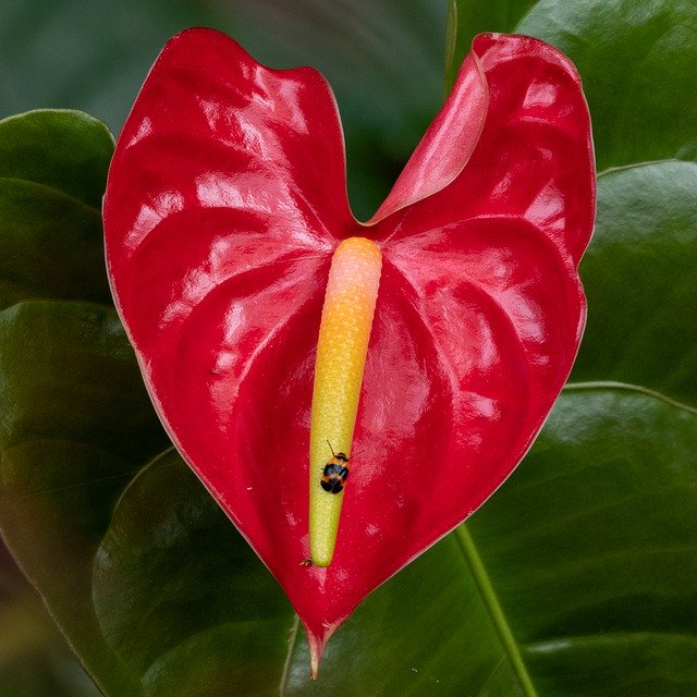 Скачать бесплатно Flamingo Flower Flourished Red - бесплатное фото или изображение для редактирования с помощью онлайн-редактора GIMP