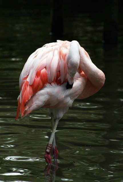 Free download Flamingo In The Knot Bird Animal -  free photo or picture to be edited with GIMP online image editor