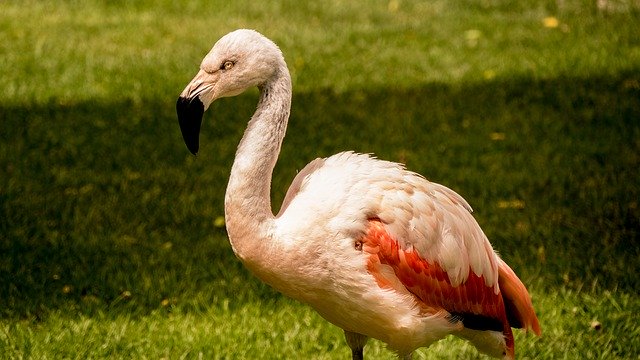 Free download Flamingo Meadow Nature -  free photo or picture to be edited with GIMP online image editor