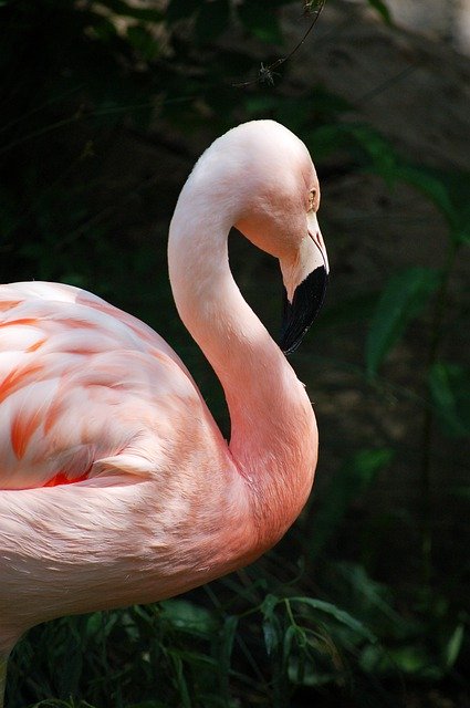 Free download Flamingo Pink Feathers -  free photo or picture to be edited with GIMP online image editor