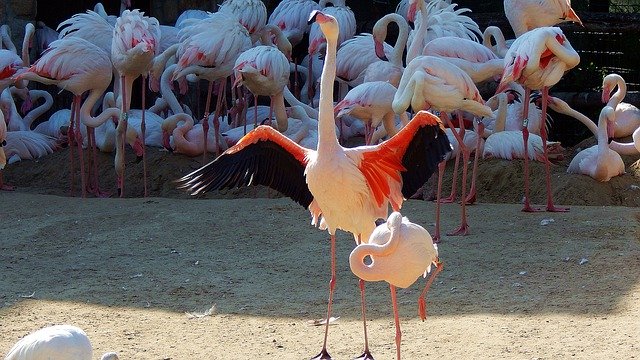 Bezpłatne pobieranie Flamingo Rule Zoo - bezpłatne zdjęcie lub obraz do edycji za pomocą internetowego edytora obrazów GIMP